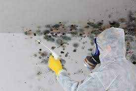 Why You Should Choose Our Mold Remediation Services in White Hall, IL